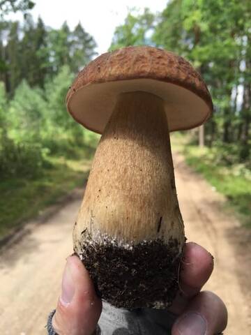 Фото номера Дом для отпуска Дома для отпуска Wałpusz - Mazurski Domek z Duszą г. Щитно 25